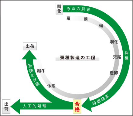 蚕種製造の工程