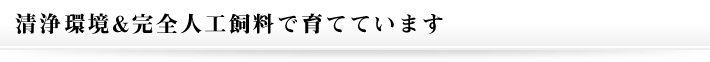 清浄環境&完全人工飼料で育てています