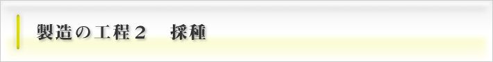 製造の工程2　採種